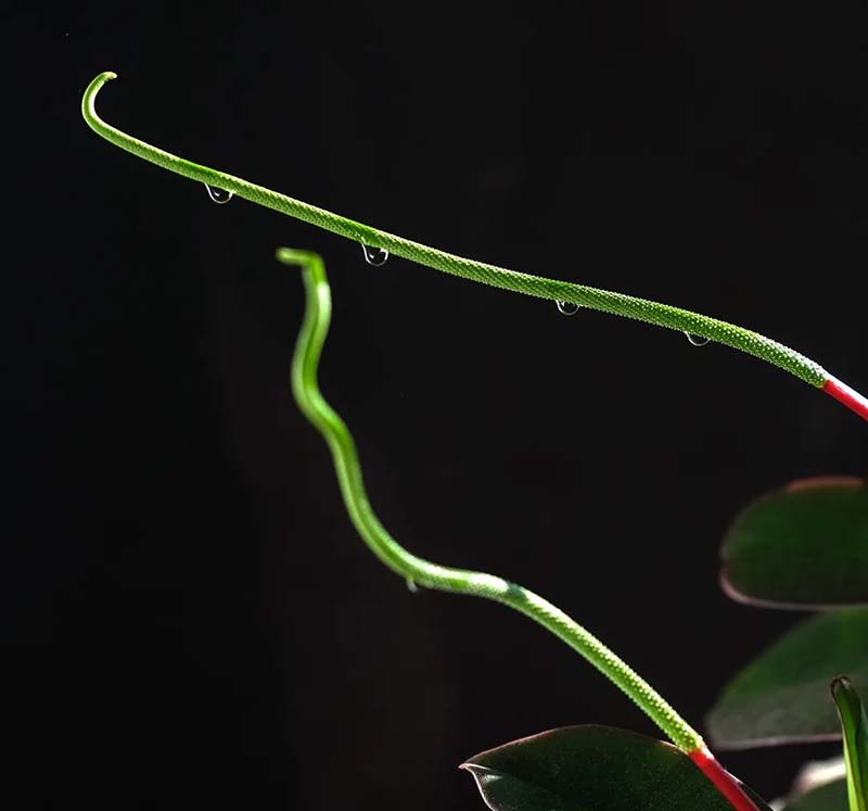 1586333732651036694.jpg 9.jpg