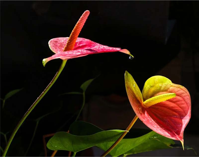 1586333759136055269.jpg 10.jpg