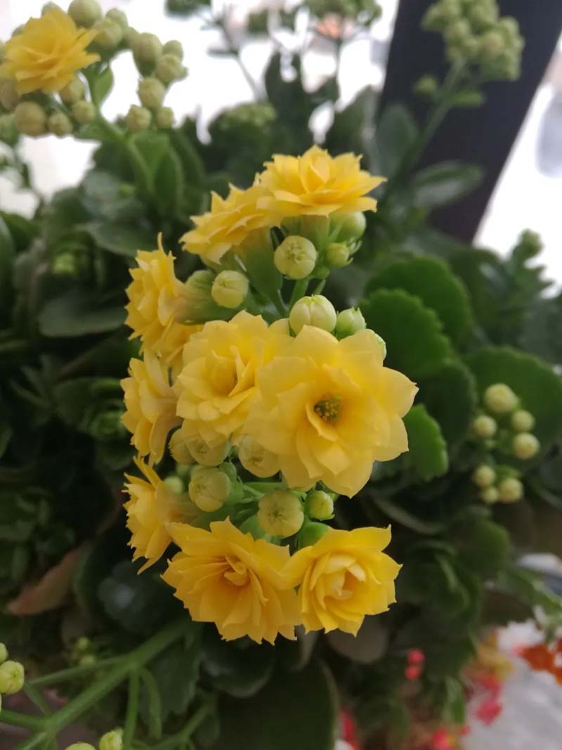 1586334062370098197.jpg 17.jpg