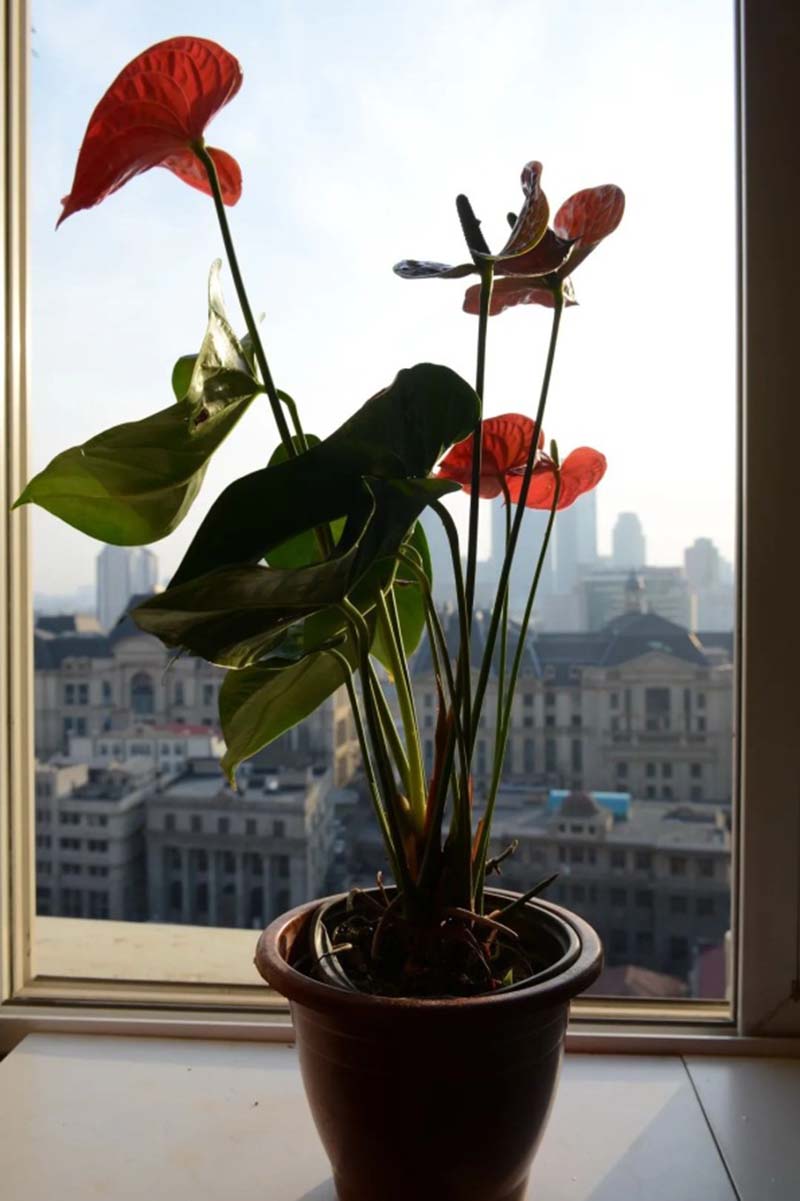 1586333874089077677.jpg 12.jpg