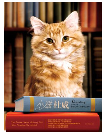 小猫杜威.jpg